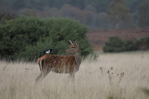 Photo by smarttim505