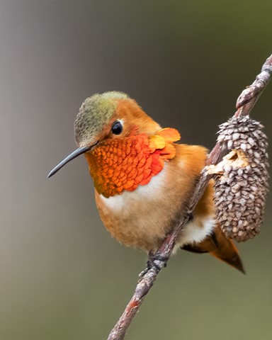 Photo by BouncingCzech