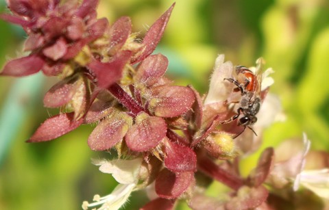 Photo by eligiusfrancis