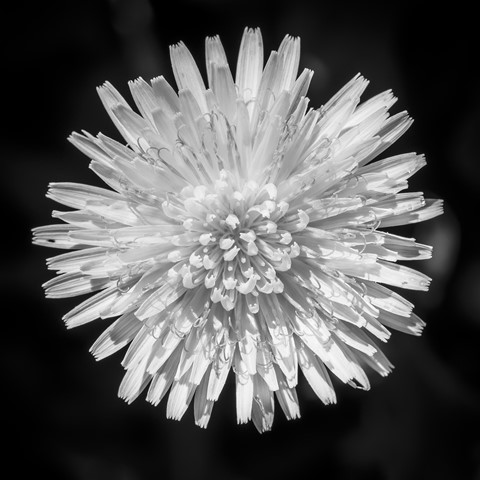 Photo by old shutter bugger