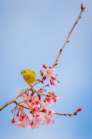 Photo by Yellow Bird-3362