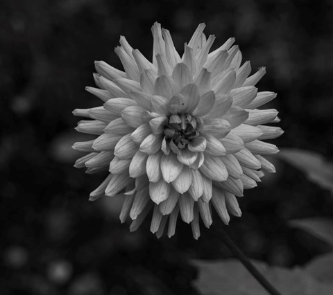 Photo by Harry Wouters