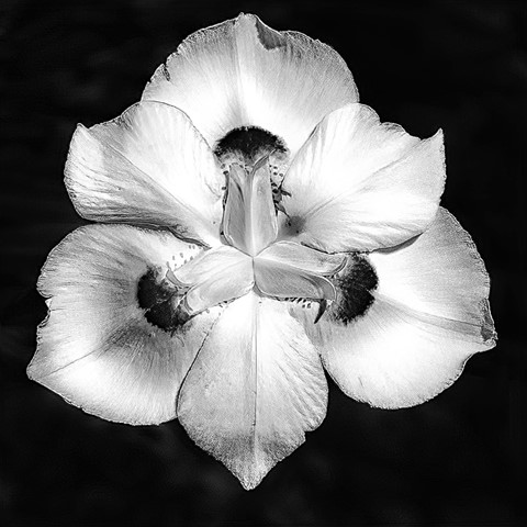 Photo by TX Photo Doc