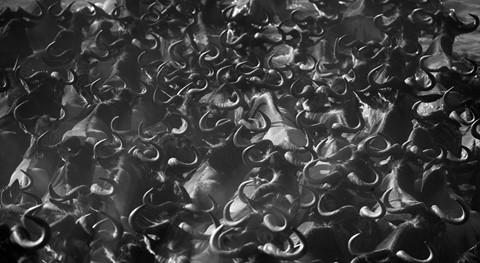 Photo by Wildebeest crossing