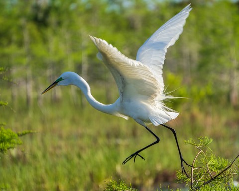 Photo by White Crane