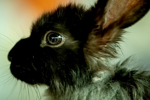 Photo by Bhimaprasad Maiti