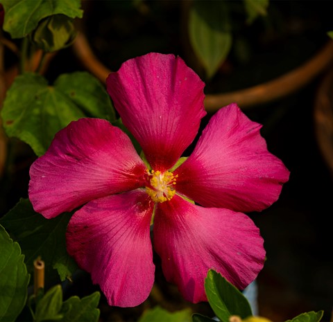 Photo by Bhimaprasad Maiti