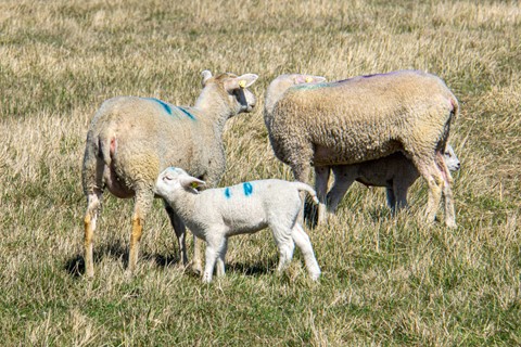 Photo by Får (1 of 1)