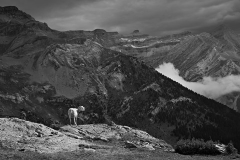 Photo by Lonely sheep