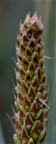 Photo by iftikhar malik