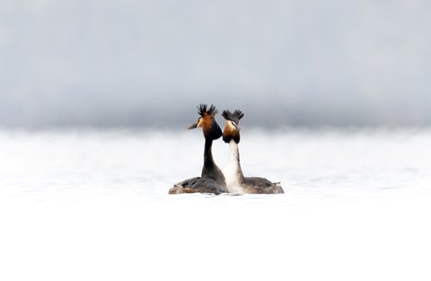 Photo by Frank Bodewig