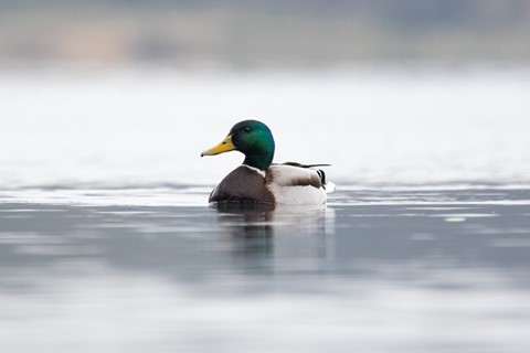 Photo by Mallard Duck