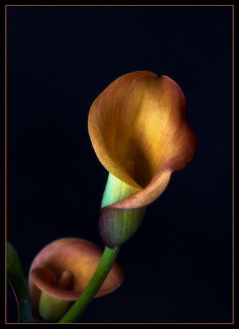 Photo by Madeleine Hart