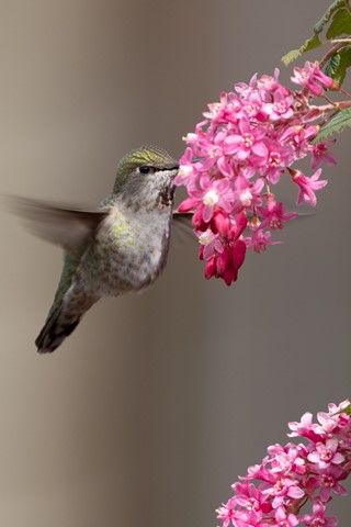 Photo by Anna's Hummingbird