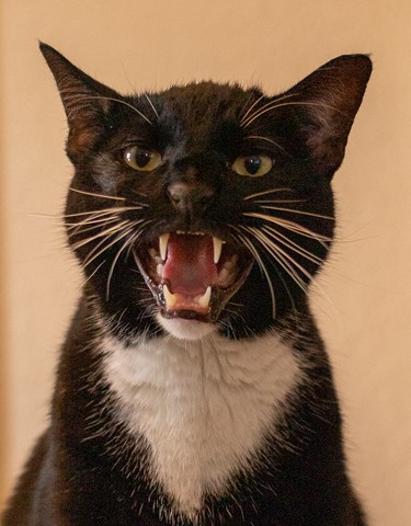 Photo by Dart Humeston