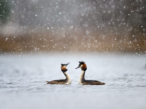 Photo by Kim Bomstad