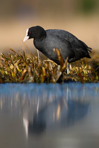 Photo by Kim Bomstad