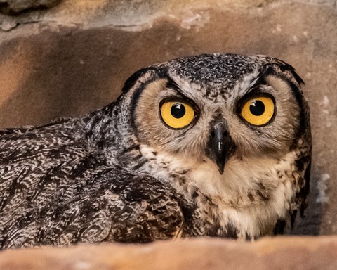 Photo by Great Horned Owl