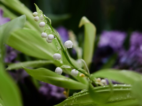 Photo by Ojushminald