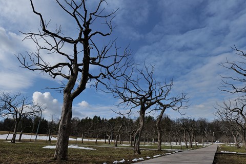 Photo by Ojushminald