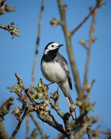 Photo by Pied Wagtail