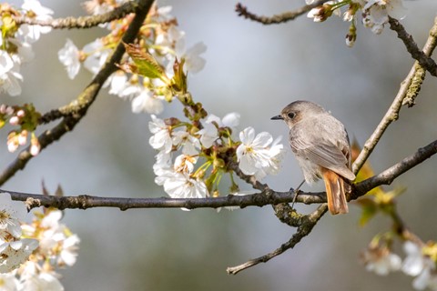 Photo by Frank Bodewig