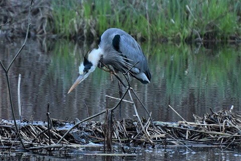 Photo by Heron hunting for lunch