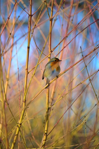 Photo by _DSC6169_00001_01