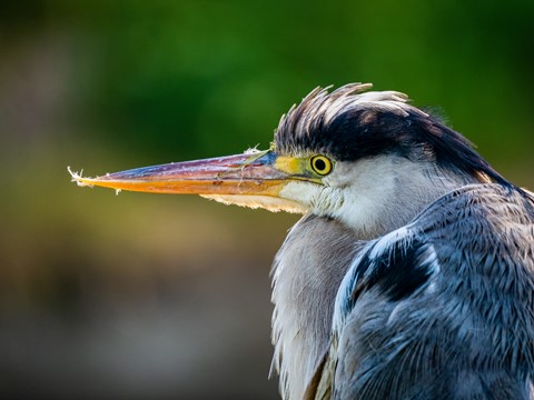 Photo by softmarmotte