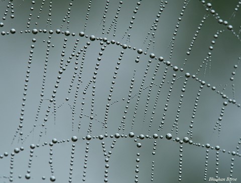 Photo by Bhushan Barve