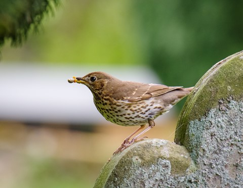 Photo by hectorpatrick