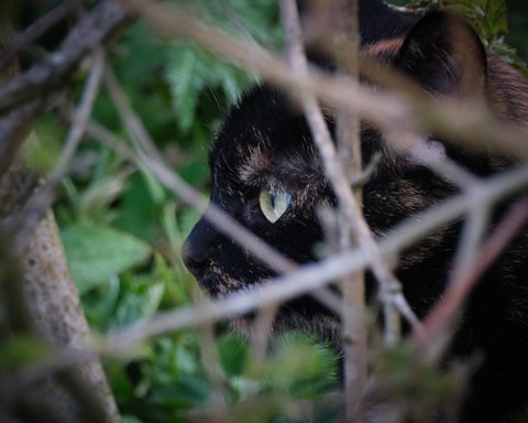 Photo by hectorpatrick