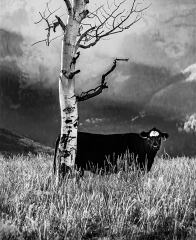 Photo by James Korringa