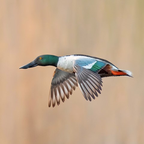 Photo by Jaaphotographer