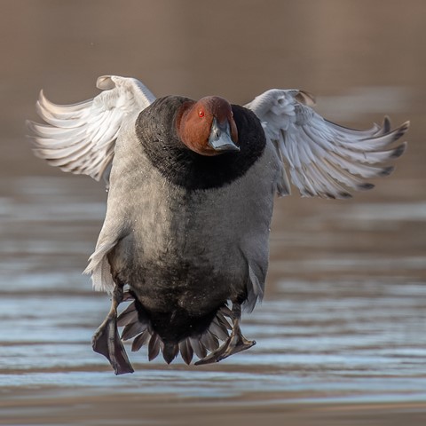 Photo by Jaaphotographer