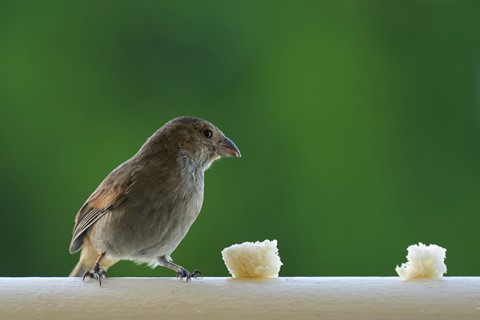 Photo by Approaching the bait