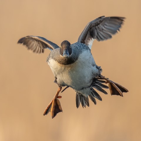 Photo by Jaaphotographer