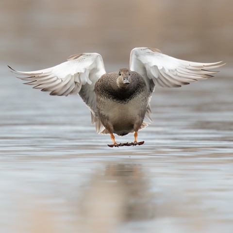 Photo by Jaaphotographer