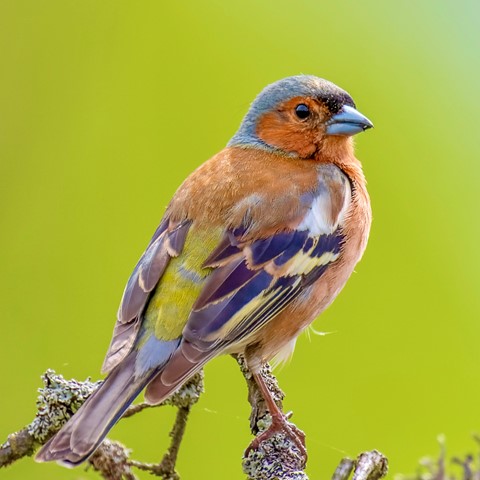 Photo by Jaaphotographer