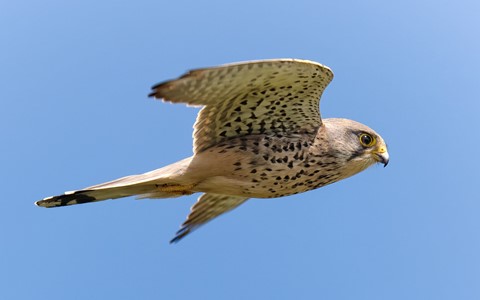 Photo by Trevor Carpenter