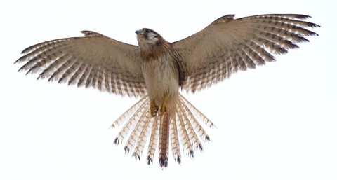 Photo by Paul S Churcher