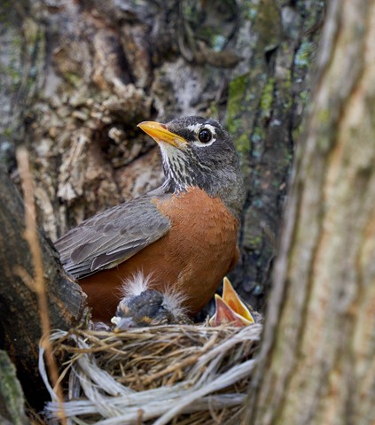 Photo by BrentSchumer