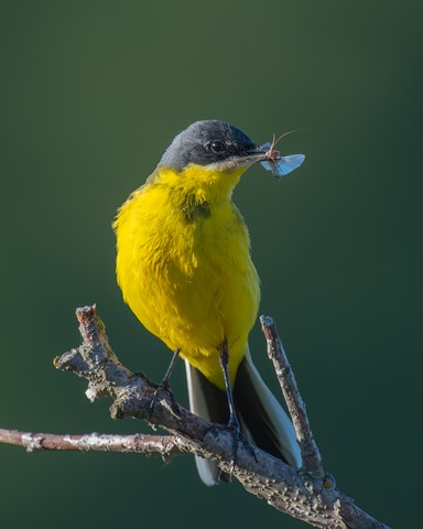 Photo by Jaaphotographer