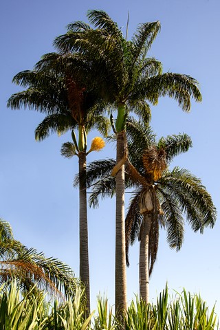 Photo by Three palm trees