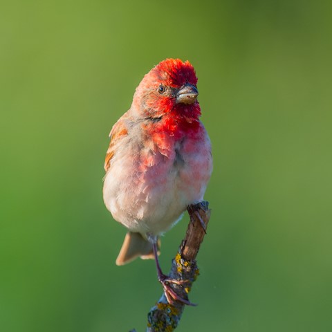 Photo by Jaaphotographer