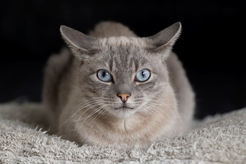 Photo by MarcNikonBelgium