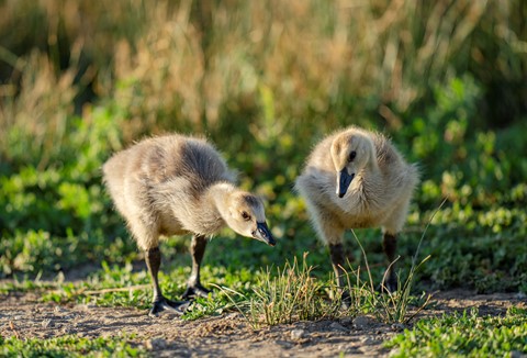 Photo by Ather Mehboob