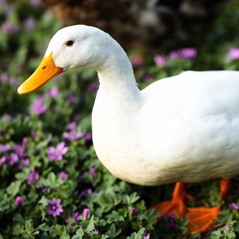 Photo by ItalianPhoton