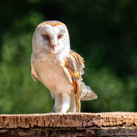 Photo by PhilRogersPhoto