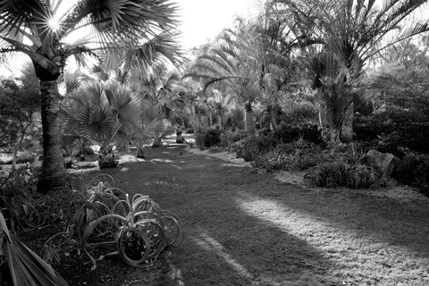 Photo by Botanic Garden